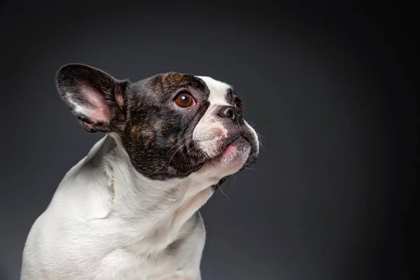Cute francuski Bulldog izolowane w studiu strzał — Zdjęcie stockowe