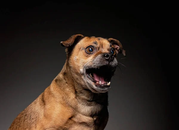 Cute puggle ready to catch a treat in a studio on an isolated bl — Stock Photo, Image