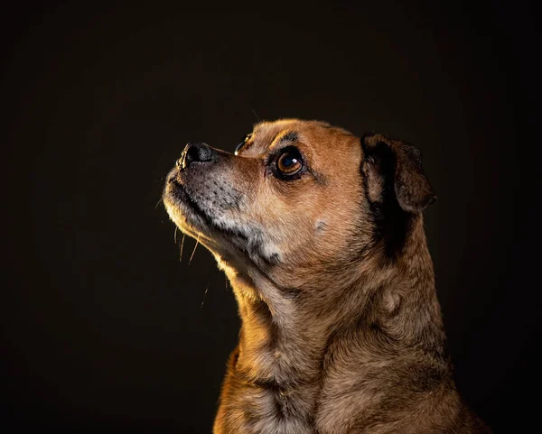 Cute puggle ready to catch a treat in a studio on an isolated bl — Stock Photo, Image