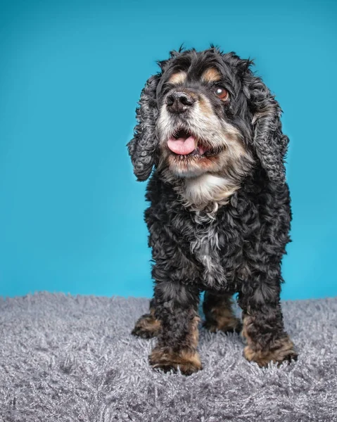 Cute Old Senior Cocker Spaniel Studiu Strzał Niebieskim Tle — Zdjęcie stockowe