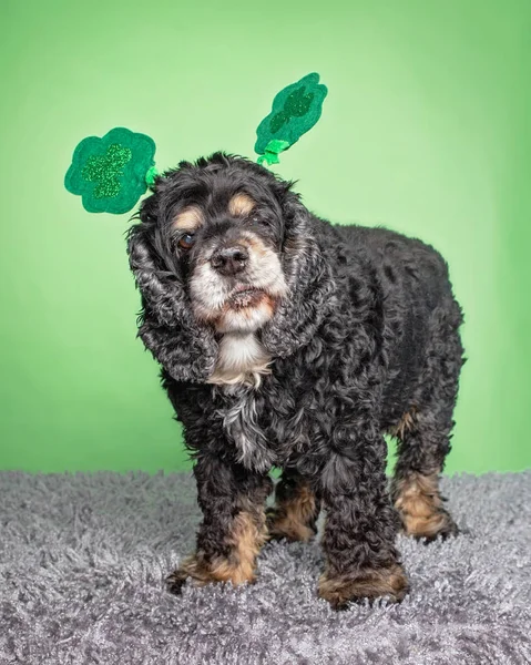 Carino Vecchio Cocker Spaniel Con Costume Giorno San Patrizio Uno — Foto Stock