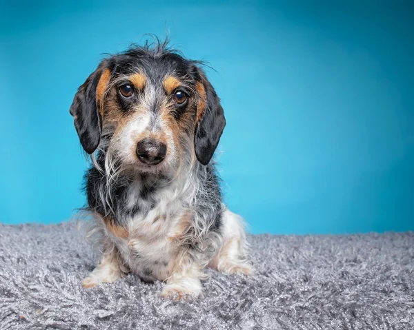 Sevimli köpek portre bir fotoğraf stüdyosu ayarı izole — Stok fotoğraf