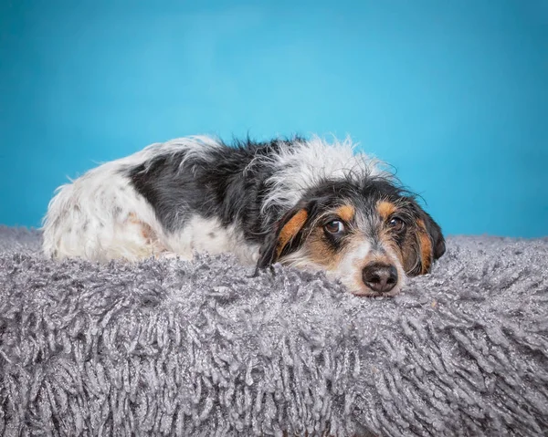 Ładny portret psa w studio fotografii ustawienie izolowane na — Zdjęcie stockowe