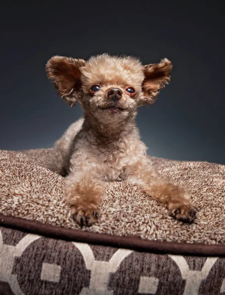 Cute miniature toy apricot poodle in a studio setting with an is — Stock Photo, Image