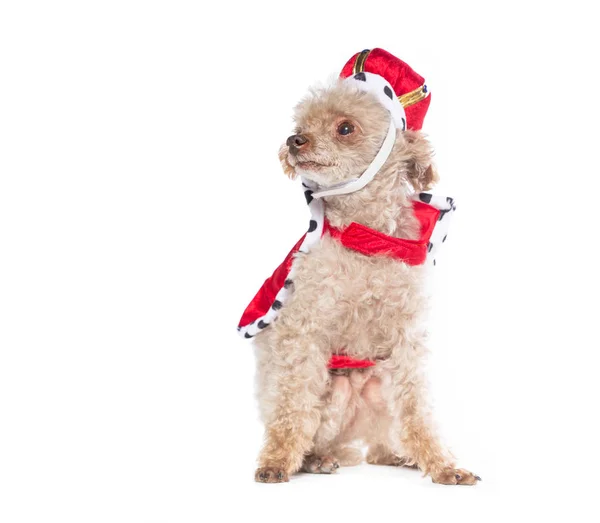 Cute miniature toy apricot poodle in a studio setting with an is — Stock Photo, Image