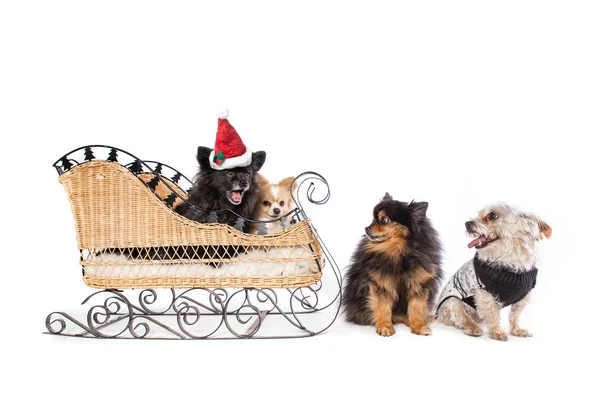 Perros lindos en un trineo con trajes de Navidad en —  Fotos de Stock