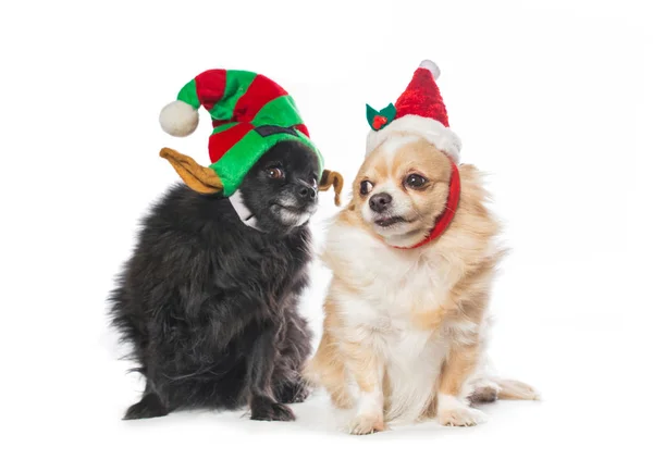 Niedlicher Hund im Weihnachtskostüm — Stockfoto