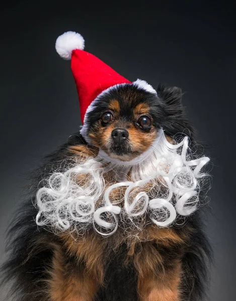 Sød hund klædt i et julekostume - Stock-foto
