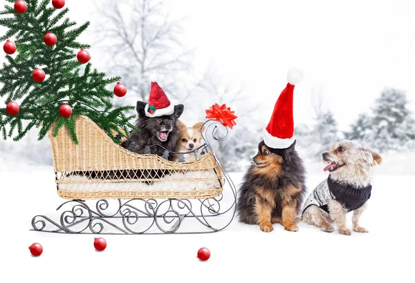 Perros lindos en un trineo con trajes de Navidad en —  Fotos de Stock