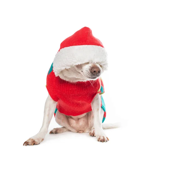 Schattige hond gekleed in een kerst kostuum — Stockfoto