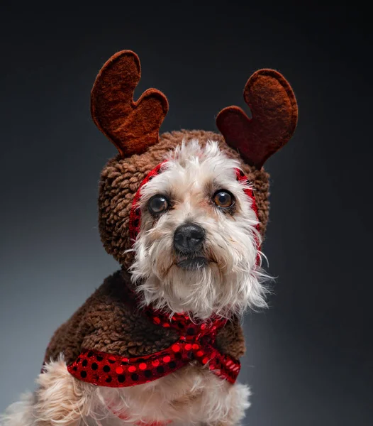 Bir Noel kostümü giymiş sevimli köpek — Stok fotoğraf