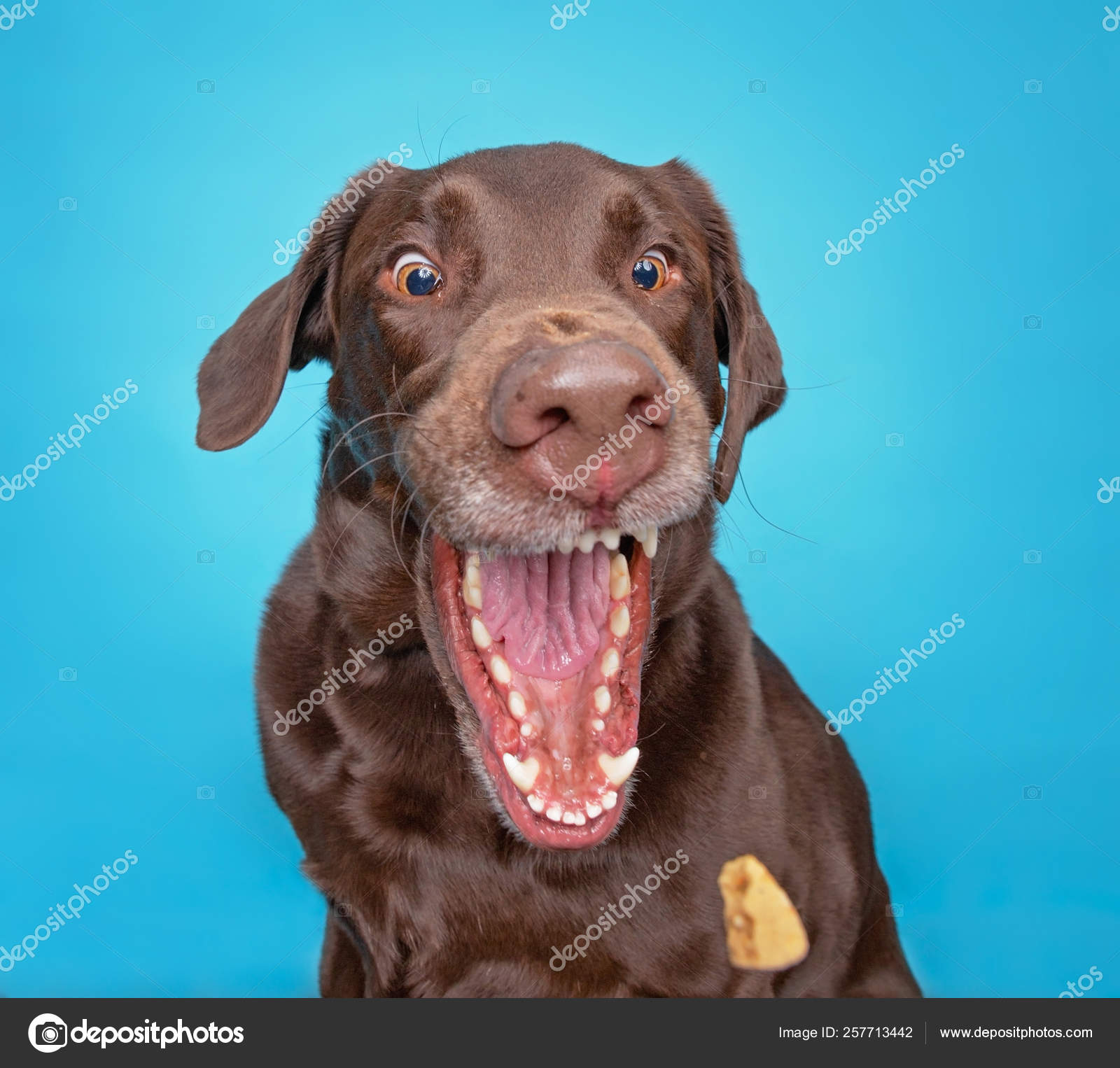 Funny chocolate lab with his mouth wide open catching a treat on Stock Photo graphicphoto 257713442