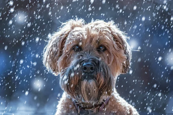 Cute shih tzu outside in the snow on a cold winter day — Stock Photo, Image