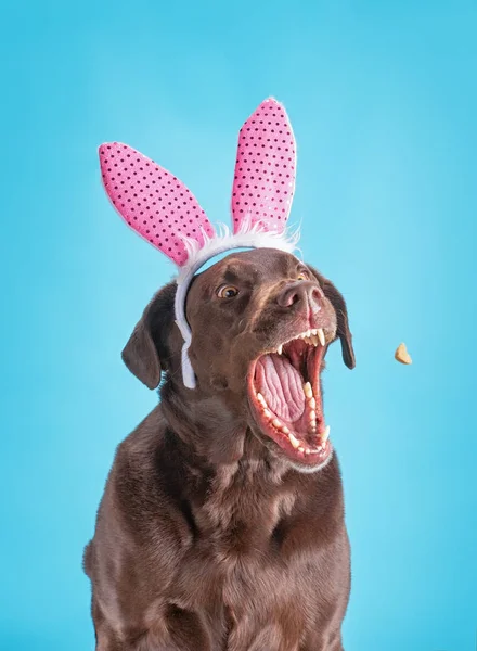 funny chocolate lab with rabbit ears on catching a treat on an i