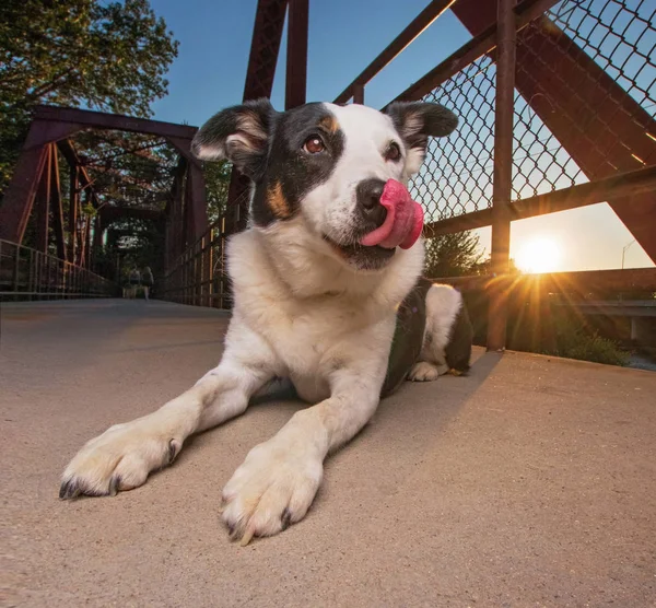 Border collie licking his nose at sunset on a bridge — Stock Photo, Image