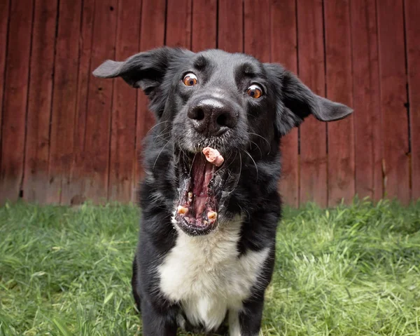 Border collie sitting in front of a barn catching a treat — Stock Photo, Image