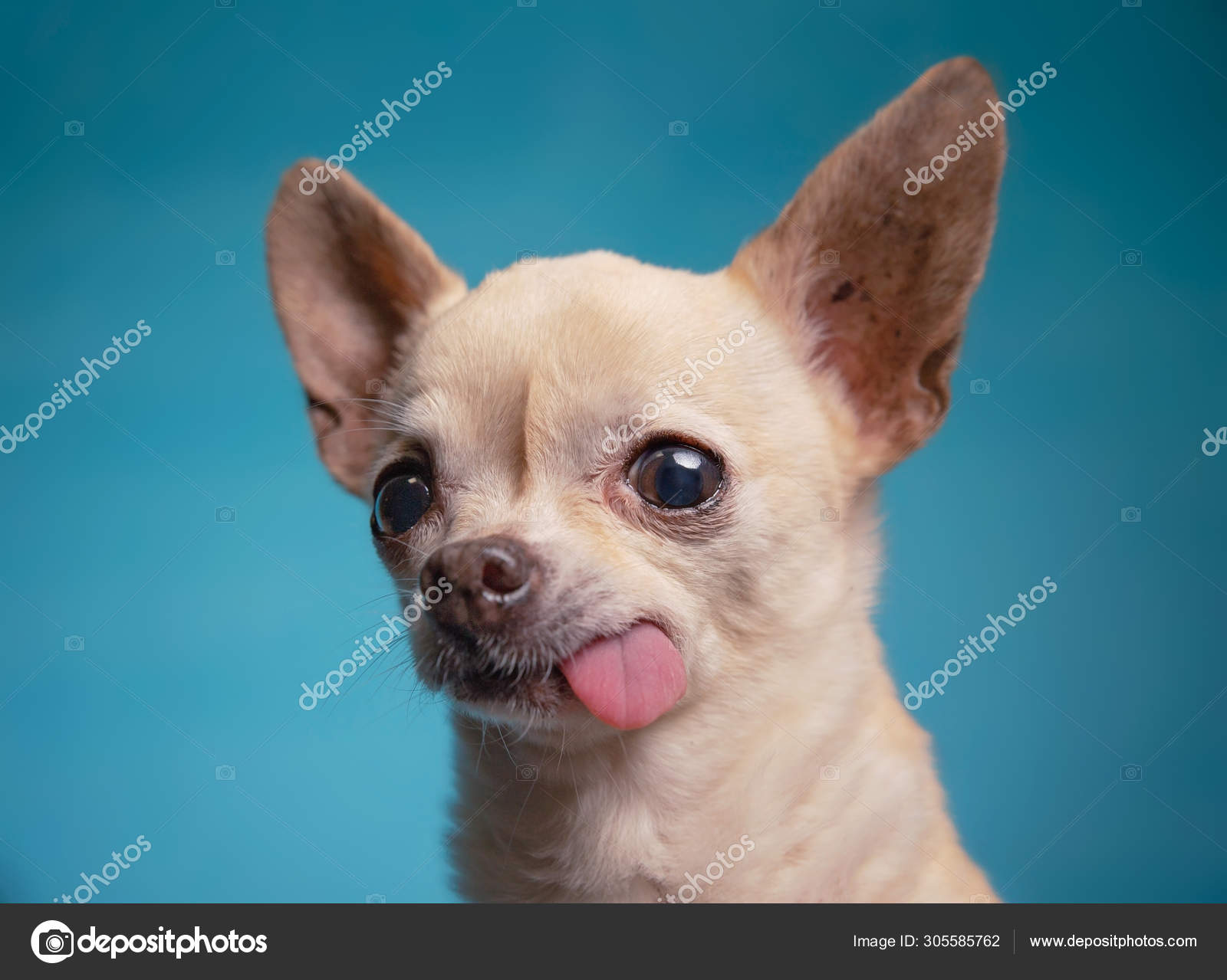 Cute chihuahua with his tongue hanging out in a studio shot isolated on