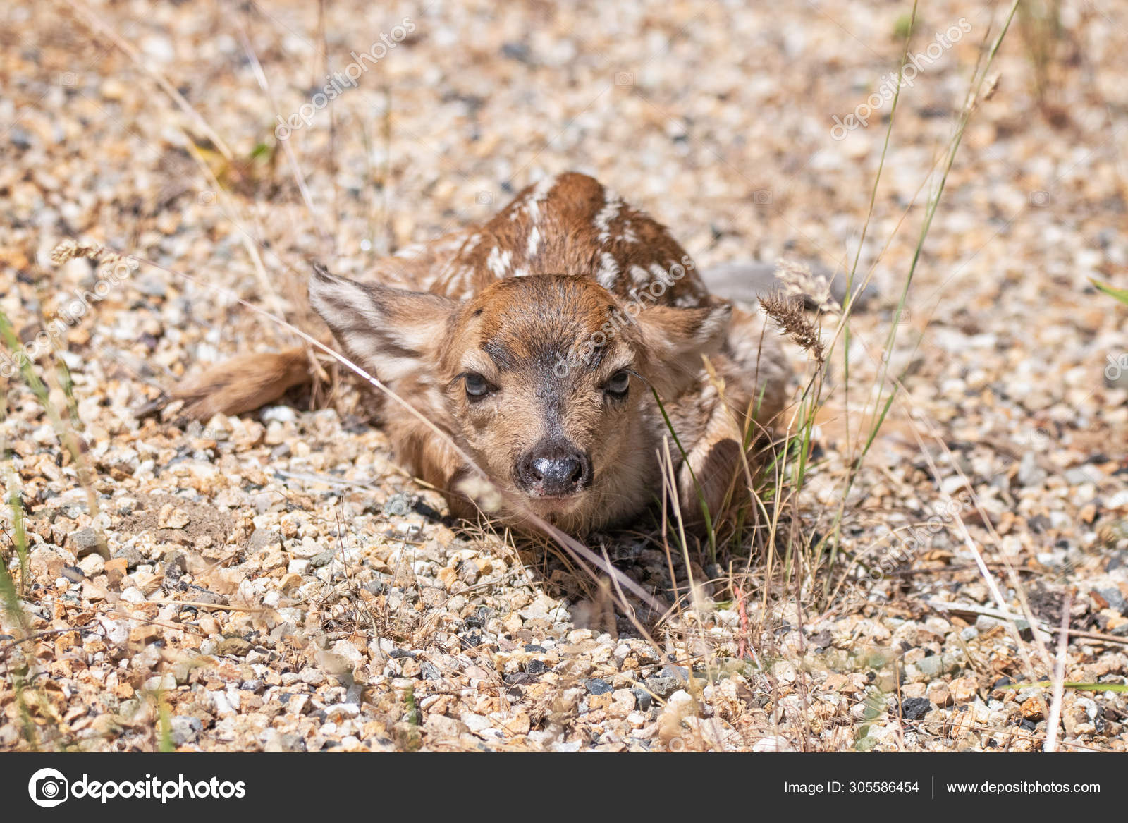 Newborn Baby Deer Pictures Newborn Baby