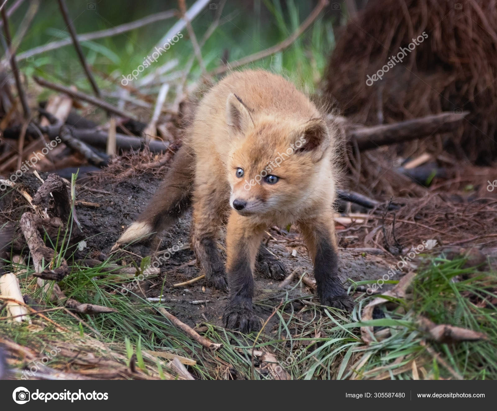 cute baby red foxes