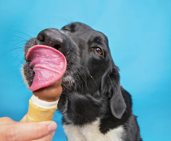 Lindo frontera collie labrador mezcla lamiendo un helado cono aislado en un fondo azul estudio disparo — Foto de Stock