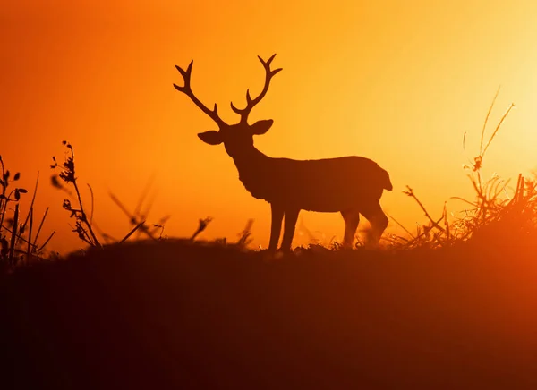 Big Buck z dużymi poroża przed zachodem słońca z ładną sylwetkę — Zdjęcie stockowe