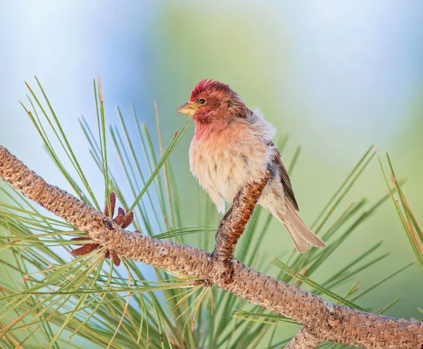 Cassins finch in a pine tree — Stock Photo, Image
