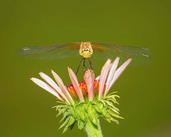 Pretty dragonfly macro photo — Stock Photo, Image