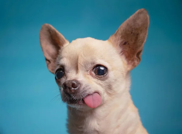 Cute chihuahua with his tongue hanging out in a studio shot isolated on a blue background — Stock Photo, Image