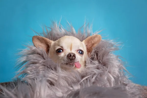 Cute chihuahua with his tongue hanging out in a studio shot isolated on a blue background with fur fabric — Stock Photo, Image