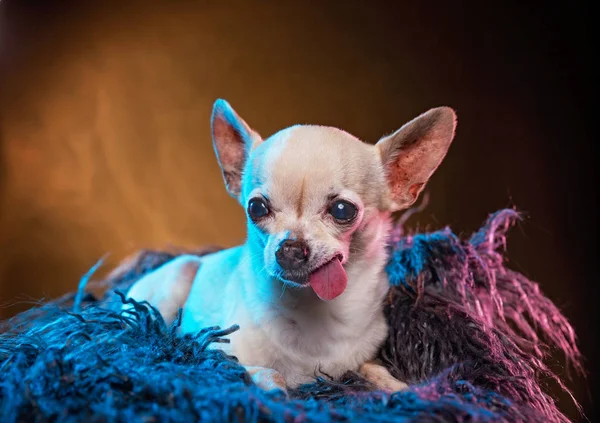 Schattig Chihuahua leggen in bont met zijn tong hangen in een studio schot geïsoleerd op een kleurrijke achtergrond — Stockfoto