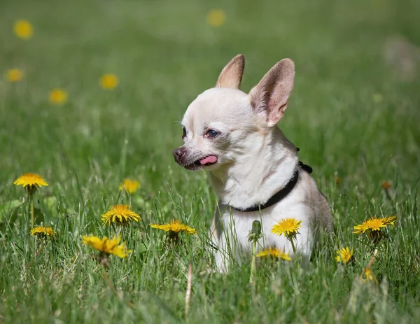 Cute chihuahua with his tongue out resting in dandelion covered grass on a hot summer day — Stock Photo, Image