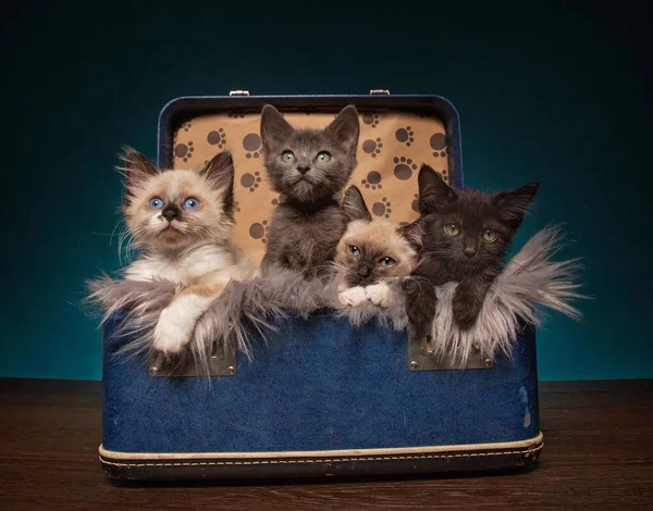 Koffer vol kittens in een studio setting — Stockfoto