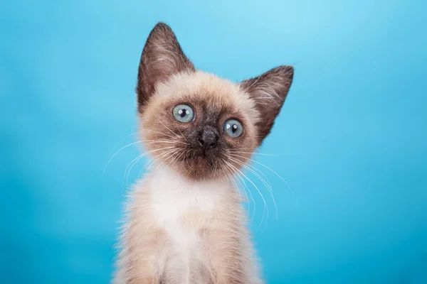 シャムかわいい子猫のスタジオショット — ストック写真