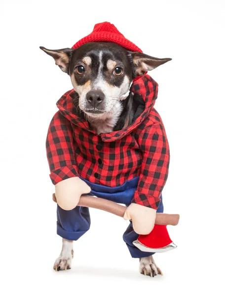 Chihuahua bonito em um traje de lenhador com um machado isolado em um fundo branco — Fotografia de Stock