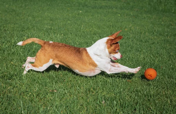Chihuahua lucu berjalan untuk menangkap bola di rumput hijau di taman — Stok Foto