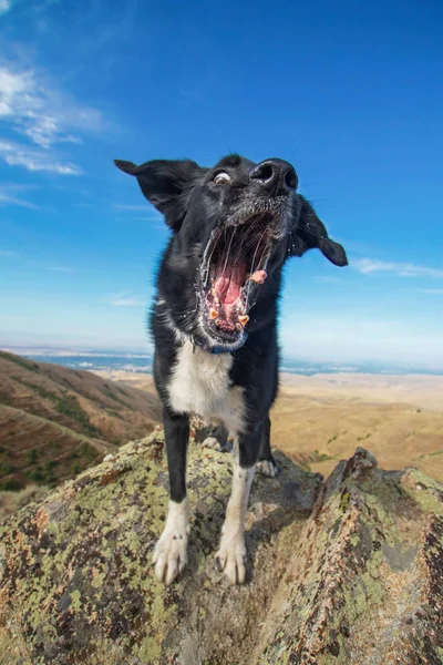 94 Dog Lichen Images Free Royalty Free Stock Dog Lichen Photos Pictures Depositphotos