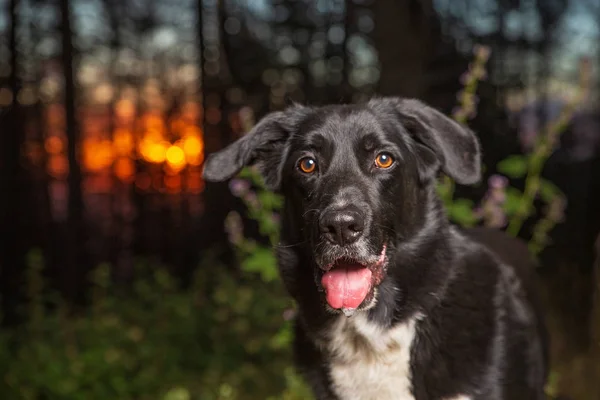 ᐈ Border Collie Lab Mix Stock Pictures Royalty Free Collie Lab Mix Photos Download On Depositphotos ᐈ Border Collie Lab Mix Stock Pictures Royalty Free Collie Lab Mix Photos Download On Depositphotos