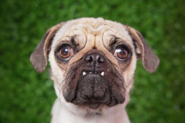 yeşil bir arka plan stüdyosu önünde sevimli pug ağızda portre Sığ Dof vurdu