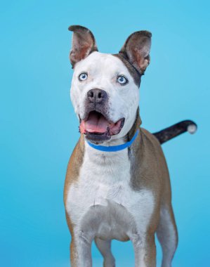 İzole edilmiş arka planda bir barınak köpeğinin stüdyo çekimi.