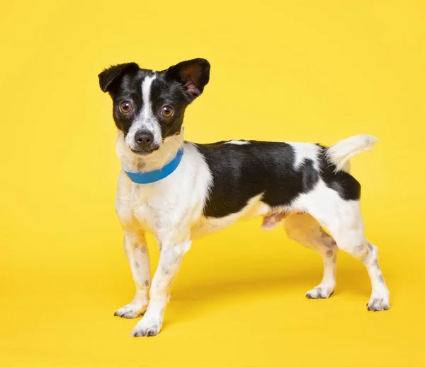 Studio Shot Van Een Schuilhond Een Geïsoleerde Achtergrond — Stockfoto