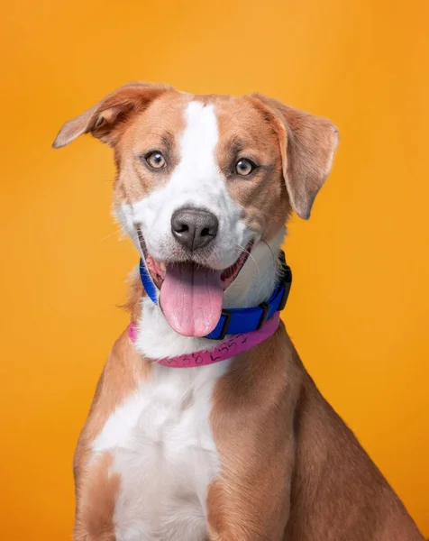 Studio Shot Van Een Schuilhond Een Geïsoleerde Achtergrond — Stockfoto