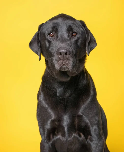 隔離された背景にあるシェルター犬のスタジオショットです — ストック写真