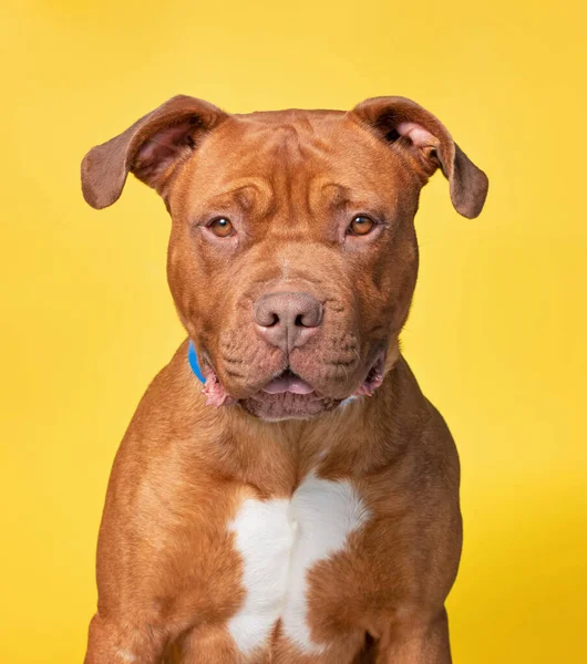Студійний Знімок Притулку Собаки Ізольованому Фоні — стокове фото