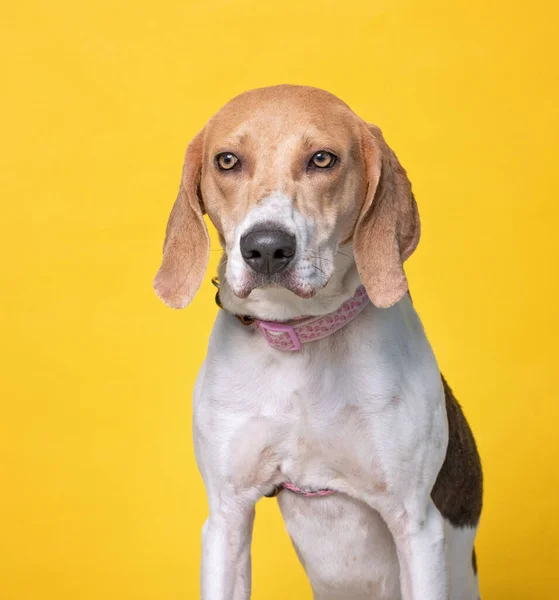 Studio Shot Van Een Schuilhond Een Geïsoleerde Achtergrond — Stockfoto