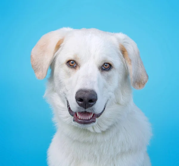 Студийный Снимок Собаки Приюта Изолированном Фоне — стоковое фото