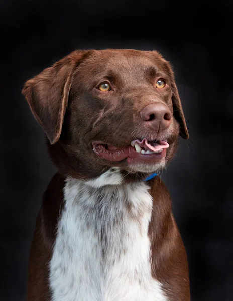 Studio Shot Ενός Σκύλου Καταφύγιο Ένα Απομονωμένο Φόντο — Φωτογραφία Αρχείου