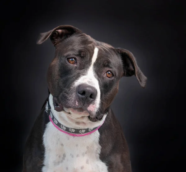 studio shot of a shelter dog on an isolated background