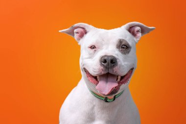 İzole edilmiş arka planda bir barınak köpeğinin stüdyo çekimi.