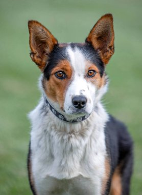 İzole edilmiş arka planda bir barınak köpeğinin stüdyo çekimi.