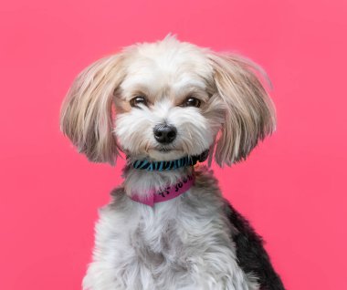 İzole edilmiş arka planda bir barınak köpeğinin stüdyo çekimi.